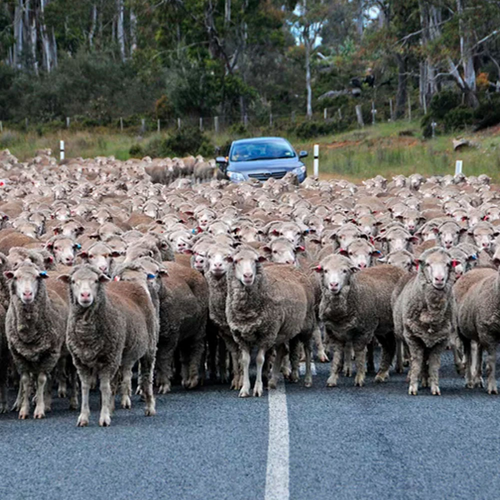 Estudiar en Australia